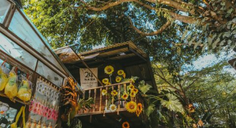 Speak Thai Like a Local - Essential Phrases for Everyday Life in Chiang Mai