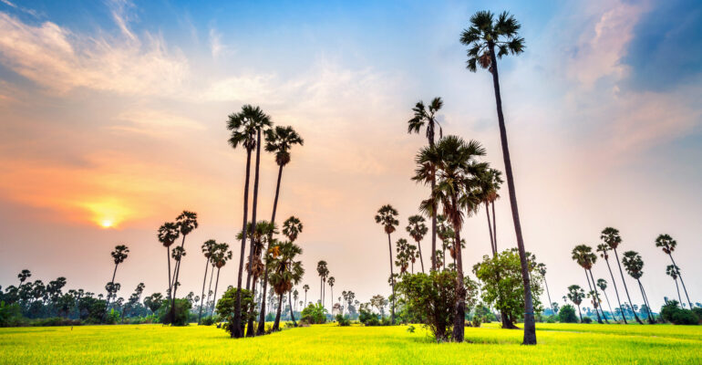 Landscape of Sugar palm and rice field at sunset.